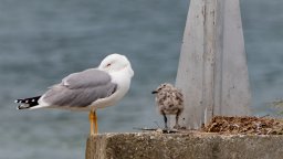 la famille goeland